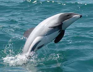 endangered-hectors-dolphin